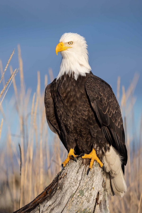 Bald-Eagle-3200.-on-stump-in-sun-_A1G1628-Katchemak-Bay-AK