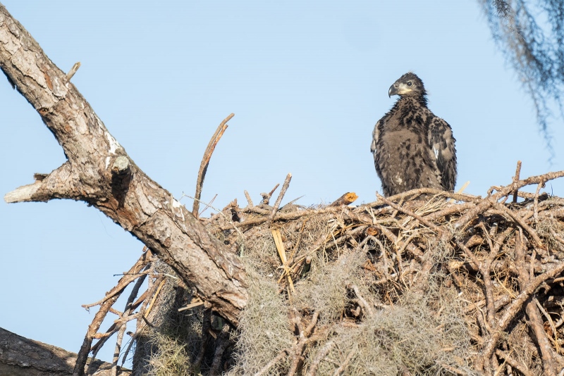 Bald-Eagle-large-chick-D-1600-_A1G4098-Indian-Lake-Estates-FL