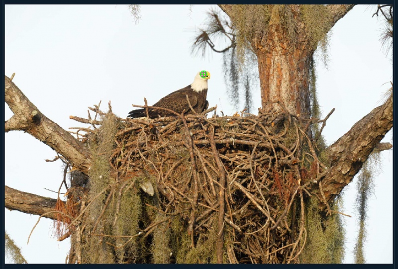 Bald-Eagle-on-nest-eye-AF-1