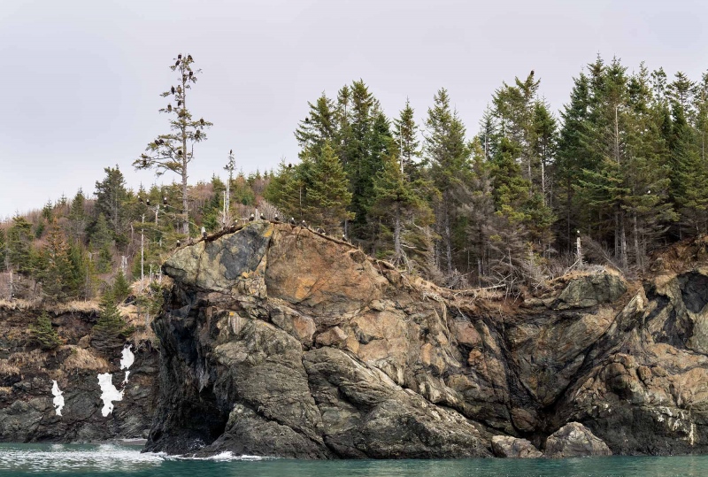 Bald-Eagles-2000-roosting-_A1G2651-Kachemak-Bay-AK