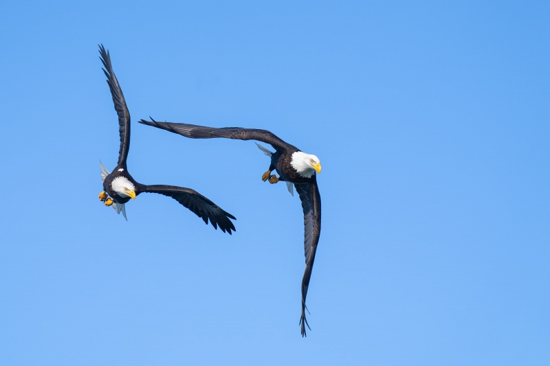 Bald-Eagles-3200-tandem-flight-_A1G9429-Kachemak-Bay-AK