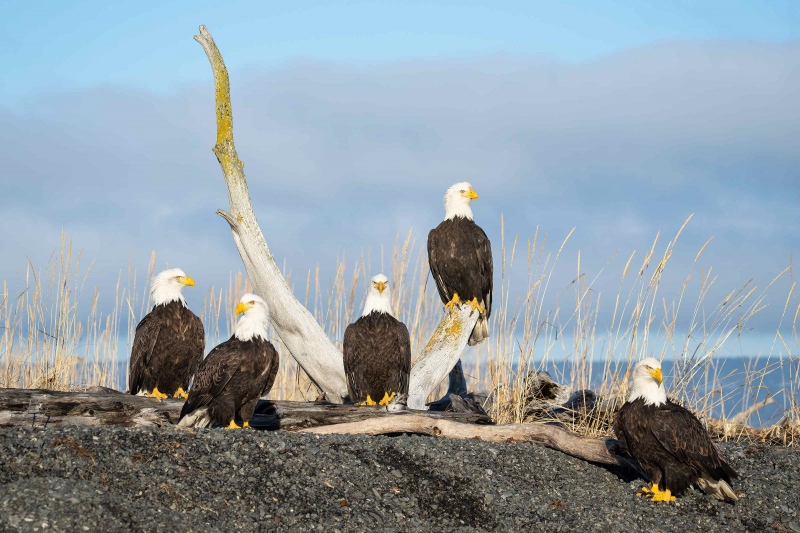 Bald-Ealges-3200-five-on-gravel-bar-_A1G1930-Katchemak-Bay-AK