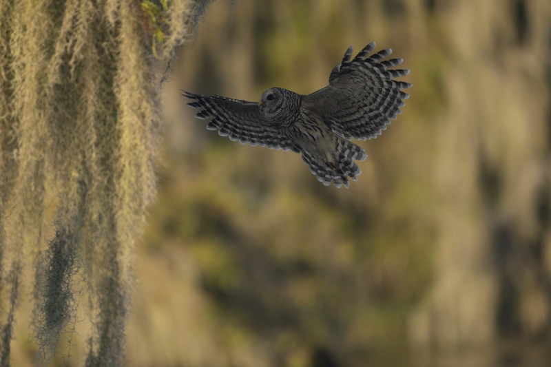 Barred-Owl-ORIG-_A1B9859-Lake-Blue-Cypress-FL