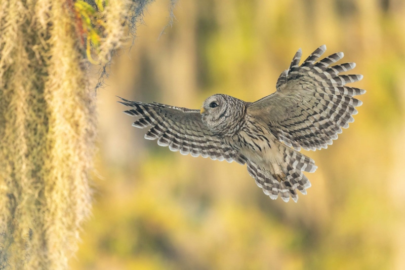 Barred-Owl-WARMER-in-flight-_A1B9859-Lake-Blue-Cypress-FL