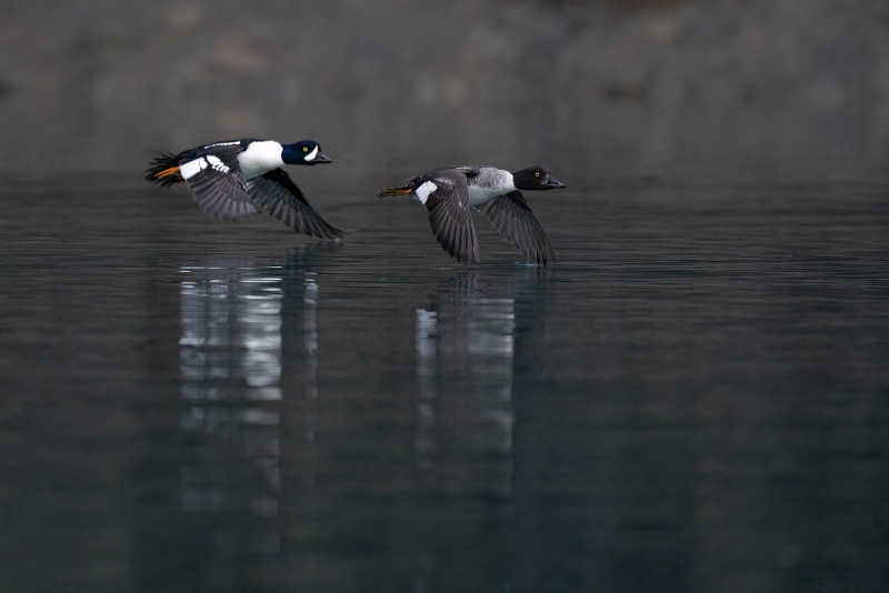 Barrows-Goldeneye-3200-pair-in-flight-_A1G0518-Kachemak-Bay-AK