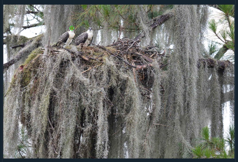 Bird-Eye-AF-AINFO-Osprey-chicks