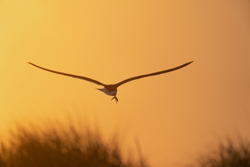 Bkack-Skimmer-landing-backlit-with-baitfish-for-chick-_A1G6329Nickerson-Beach-Park-Lido-Beach-Long-Isand-NY