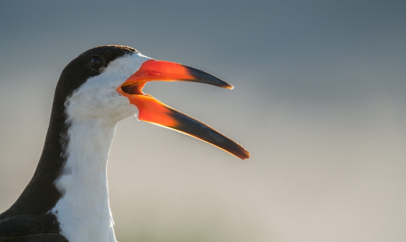 Black-SKimmer-3200-backlit-adult-calling-_A1G1976Nickerson-Beach-Park-Lido-Beach-Long-Isand-NY