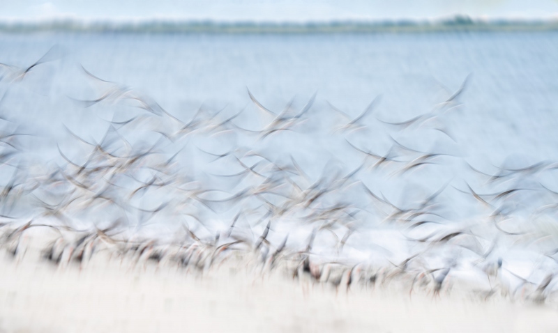 Black-SKimmer-3200-blastoff-1-13th-secod-_A1G7157-Nickerson-Beach-Park-Lido-Beach-Long-Island-NY