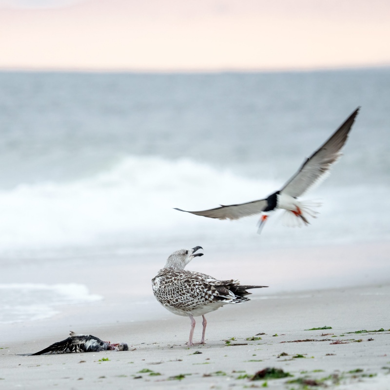 Black-Skimmer-2400-harrassing-young-Great-Black-backed-Gull-_A1G4532-Nickerson-Beach-Park-Lido-Beach-Long-Island-NY