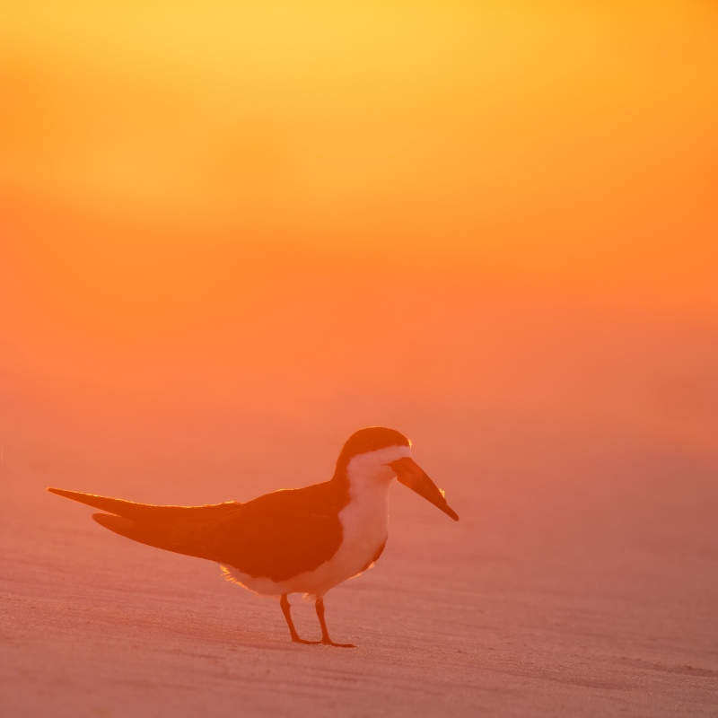 Black-Skimmer-2400-in-sunrise-light-_A1G3113Nickerson-Beach-Park-Lido-Beach-Long-Isand-NY