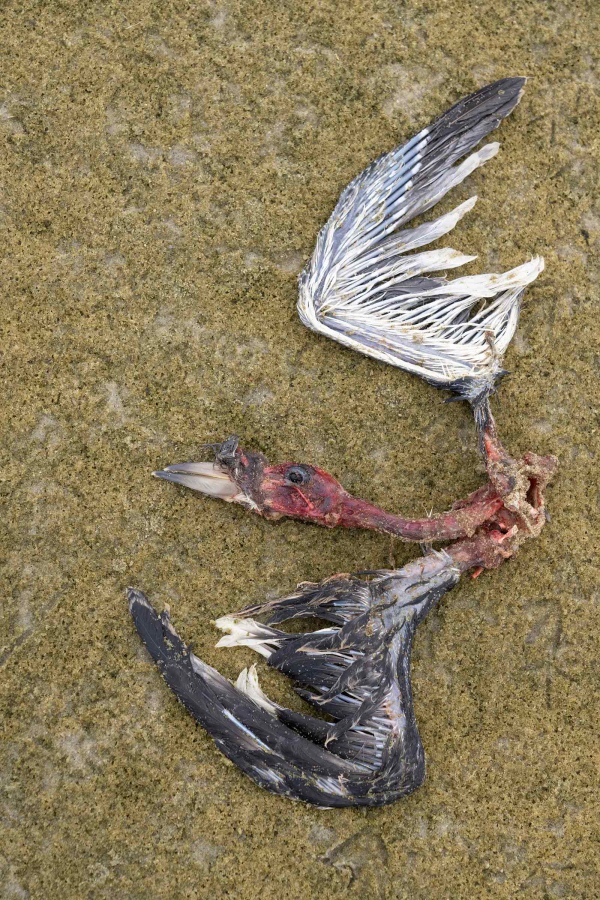 Black-Skimmer-2400-predated-carcass-of-fledgling-_A1B1141-Nickerson-Beach-LI-NY