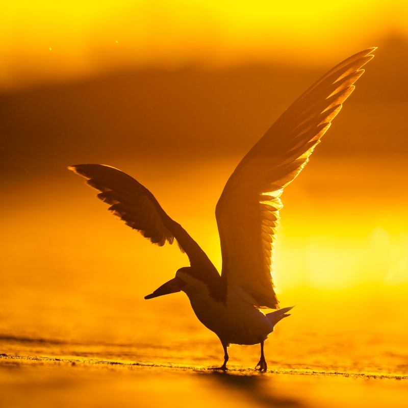 Black-Skimmer-2400-with-wings-raised-backlit-at-sunrise-_A1G7141-Nickerson-Beach-Lido-Beach-NY