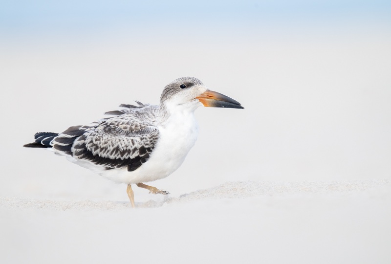 Black-Skimmer-3-week-old-chick-_A1B0475-Nickerson-Beach-NY