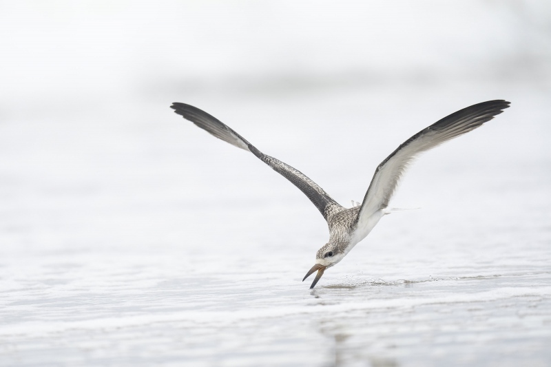 Black-Skimmer-3200-BLOG-juvenile-skimming-near-shore-_A1B1328-Nickerson-Beach-LI-NY