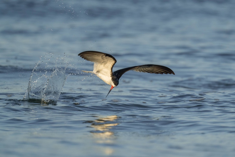 Black-Skimmer-3200-a-swing-and-a-miss-_A1G4156Nickerson-Beach-Park-Lido-Beach-Long-Isand-NY
