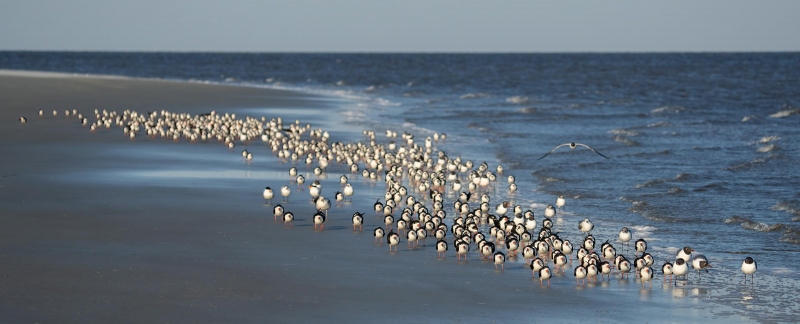 Black-Skimmer-3200-and-Laughing-Gull-flock-S-curve-_A1G2642-Jekyll-Point-Jekyll-Island-GA