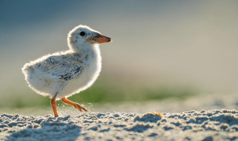 Black-Skimmer-3200-backlit-chick-striding-_A1G1917Nickerson-Beach-Park-Lido-Beach-Long-Isand-NY