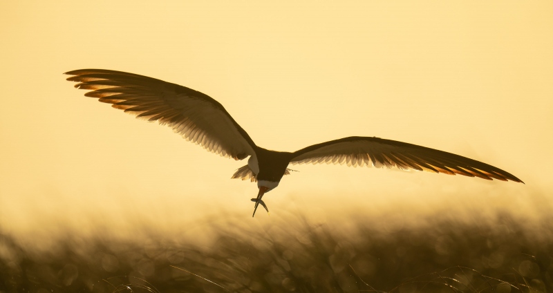 Black-Skimmer-3200-backlit-landing-withh-batifish-_A1G6838Nickerson-Beach-Park-Lido-Beach-Long-Isand-NY