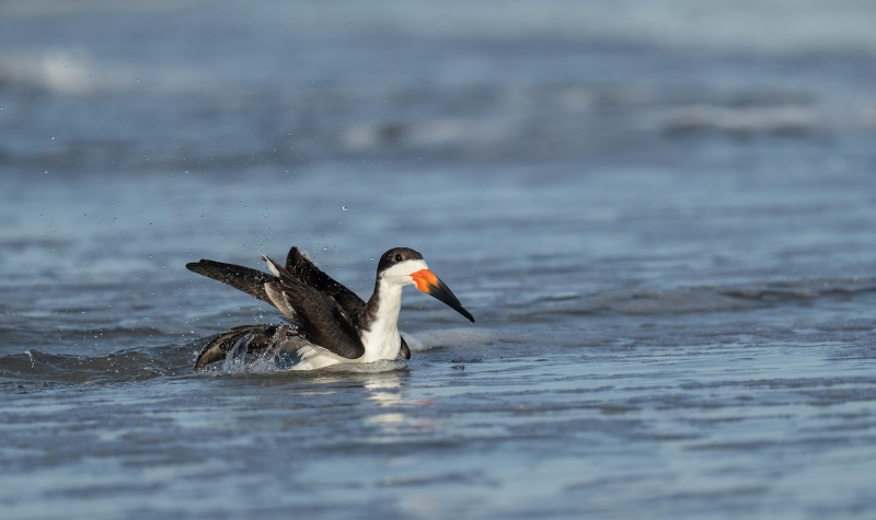 Black-Skimmer-3200-bathing-_A1G5360Nickerson-Beach-Park-Lido-Beach-Long-Isand-NY