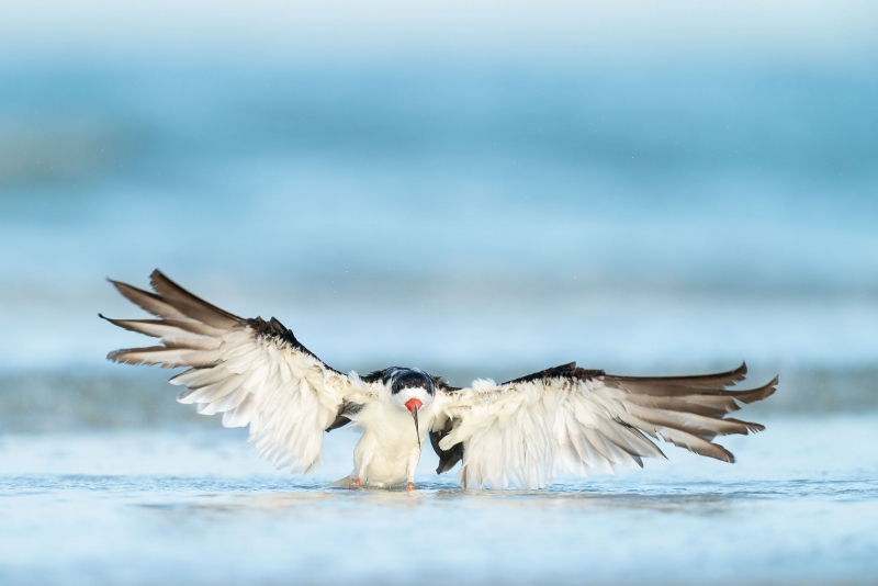 Black-Skimmer-3200-bathing-_A9B4509-Fort-DeSoto-Park-FL