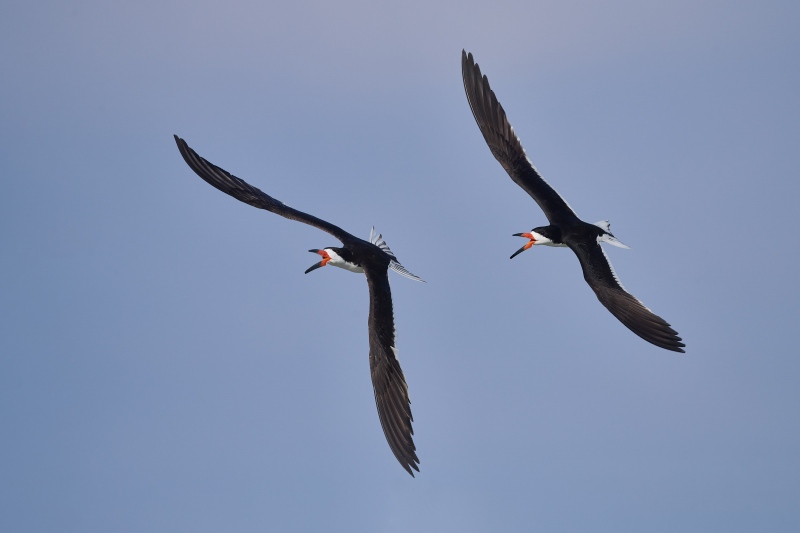 Black-Skimmer-3200-chase-_BUP0694-Nickerson-Beach-Park-Lido-Beach-Long-Island-MY-1-1