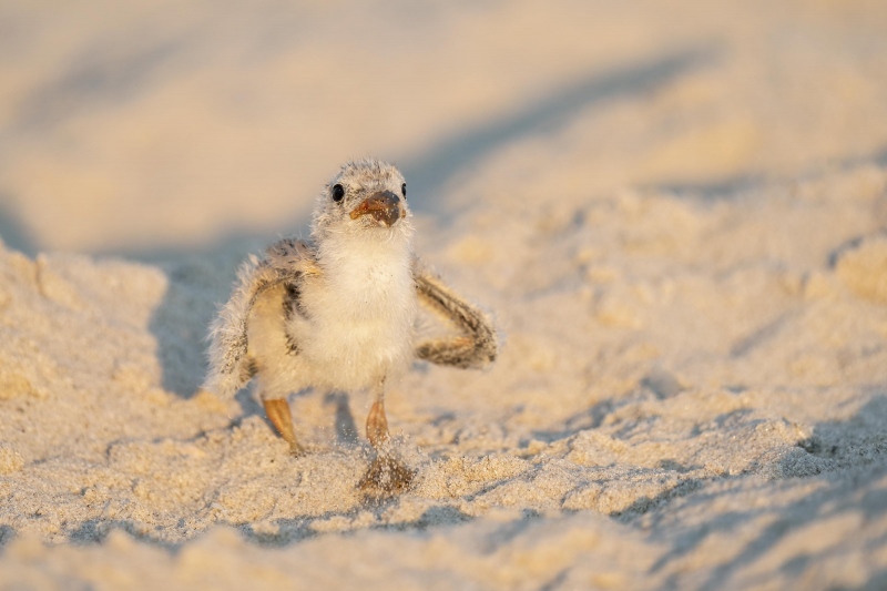 Black-Skimmer-3200-chick-approaching-photographers-_A1G2748Nickerson-Beach-Park-Lido-Beach-Long-Isand-NY