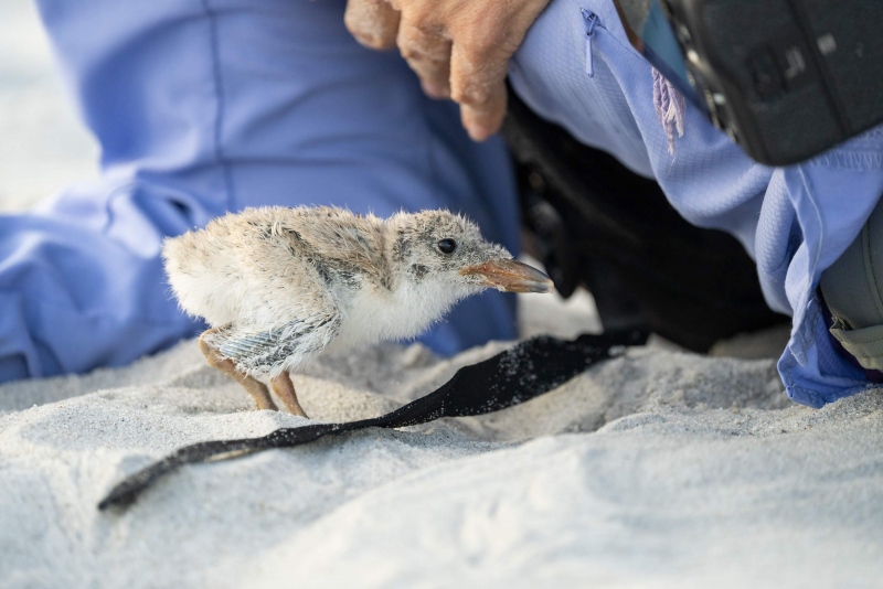 Black-Skimmer-3200-chick-seeking-shelter-_A1G2953Nickerson-Beach-Park-Lido-Beach-Long-Isand-NY