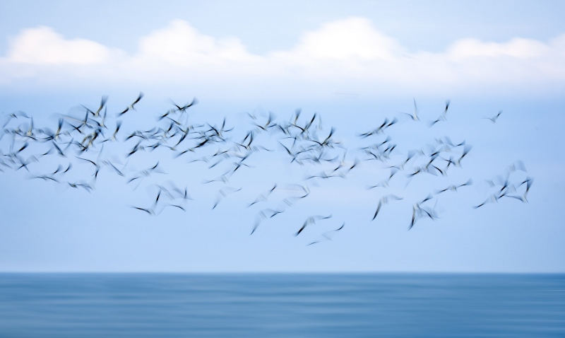 Black-Skimmer-3200-flock-blur-_A1G1411Nickerson-Beach-Park-Lido-Beach-Long-Isand-NY