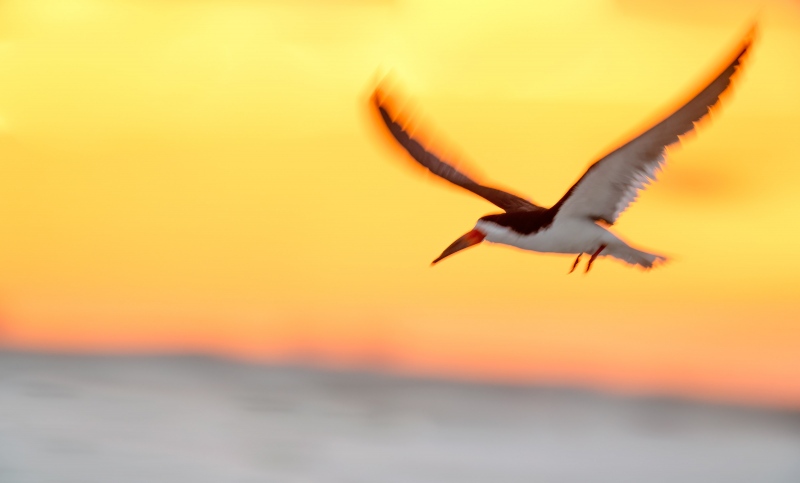 Black-Skimmer-3200-in-flight-at-sunrise-_A1G0539Nickerson-Beach-Park-Lido-Beach-Long-Isand-NY