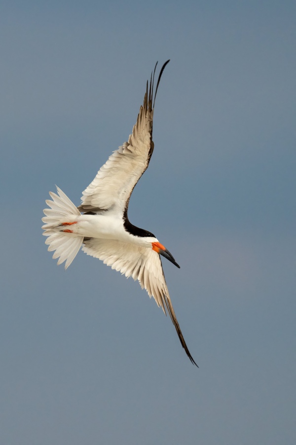 Black-Skimmer-3200-in-fllight-Carlotta-Grenier-_A1G1795