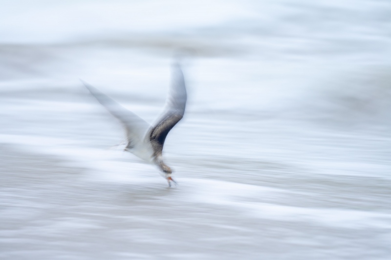 Black-Skimmer-3200-juvenile-skimming-_A1G7065-Nickerson-Beach-Park-Lido-Beach-Long-Island-NY