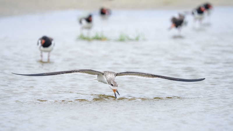 Black-Skimmer-3200-juvenile-skimming-with-juvie-oystercatcher-background-_A1B2828-Nickerson-Beach-LI-NY