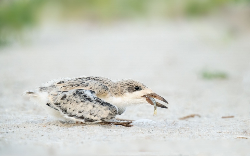 Black-Skimmer-3200-large-chick-with-Atlantic-Silversides-_A1G3297Nickerson-Beach-Park-Lido-Beach-Long-Isand-NY
