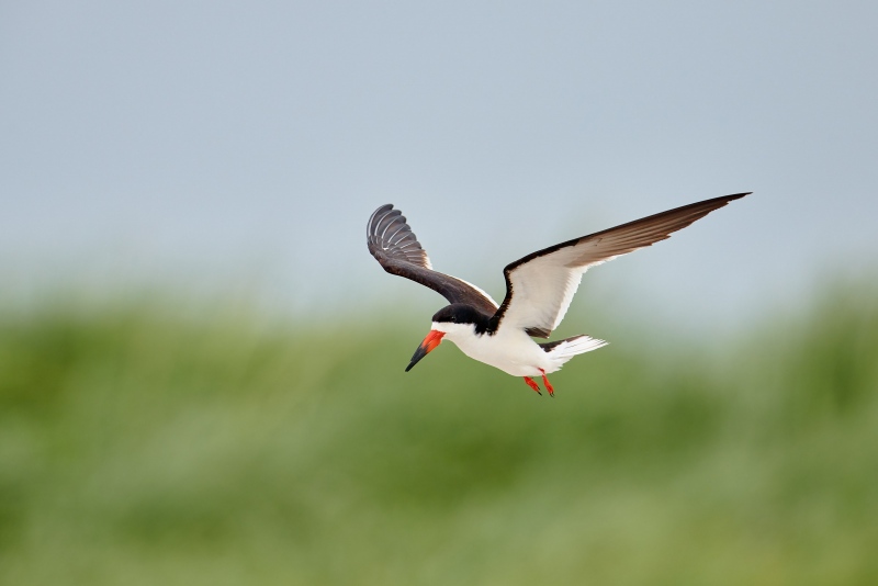 Black-Skimmer-3200-lilting-flight-_BUP9482-Nickerson-Beach-Park-Lido-Beach-Long-Island-MY-1