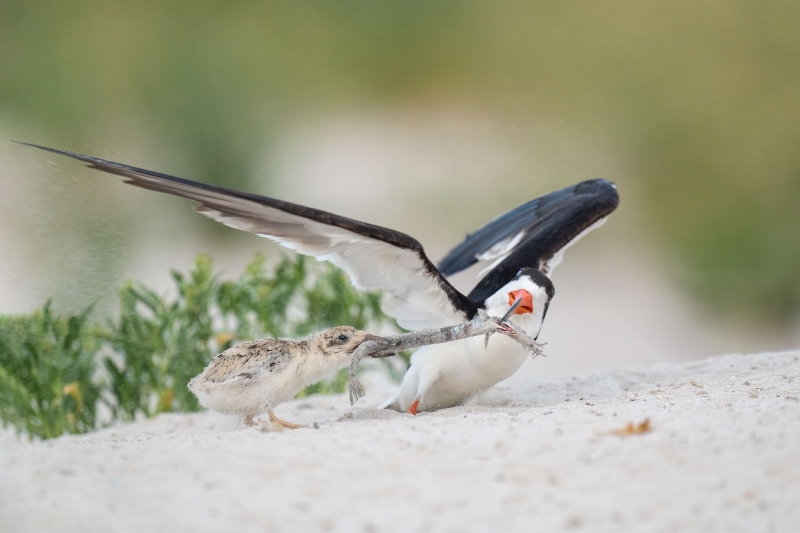 Black-Skimmer-3200-needlefish-tug-of-war-_A1G4441Nickerson-Beach-Park-Lido-Beach-Long-Isand-NY