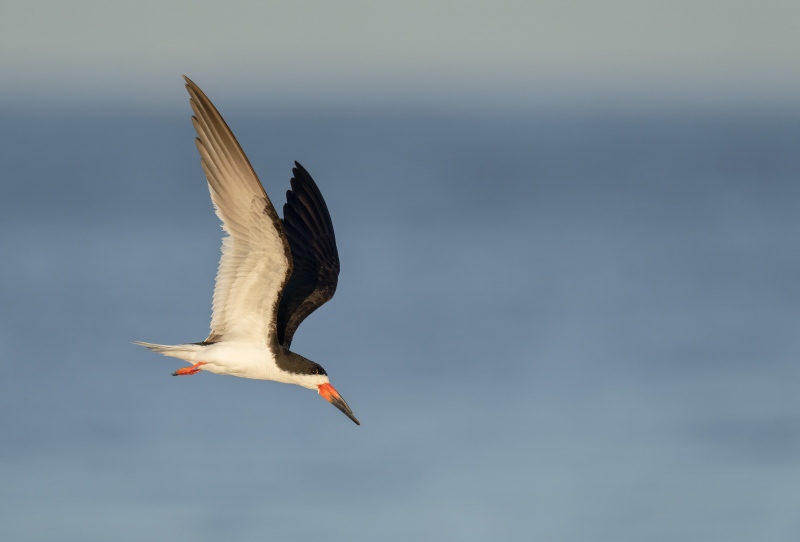 Black-Skimmer-3200-over-Atlantic-Ocean-_A1G4187Nickerson-Beach-Park-Lido-Beach-Long-Isand-NY