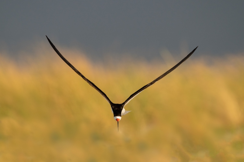 Black-Skimmer-3200-over-grasses-with-indigo-black-sky-Carlotta-Grenier-_A1G1633