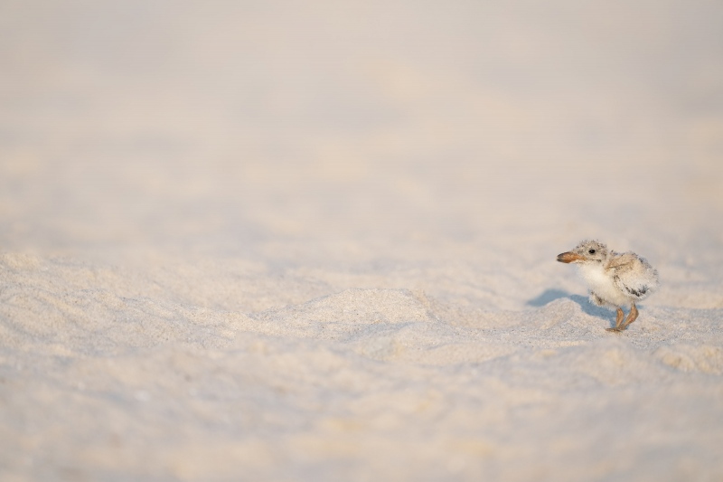 Black-Skimmer-3200-small-chick-big-beach-_A1G2630Nickerson-Beach-Park-Lido-Beach-Long-Isand-NY