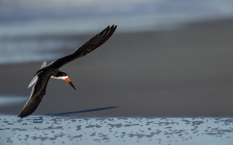 Black-Skimmer-3200A-flying-in-after-bath-_A1G5510Nickerson-Beach-Park-Lido-Beach-Long-Isand-NY