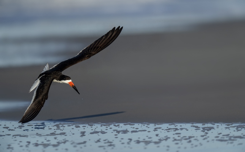 Black-Skimmer-3200A-flying-in-after-bath-_A1G5510Nickerson-Beach-Park-Lido-Beach-Long-Isand-NY