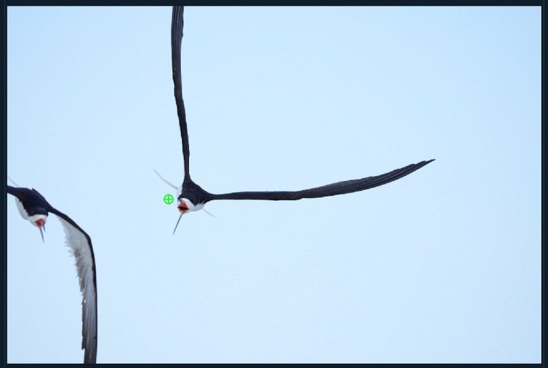 Black-Skimmer-AF-point-wing-repair-1