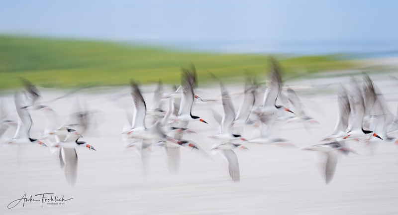 Black-Skimmer-SIG-A-flock-blur-_A1B3974-Nickerson-Beach-NY