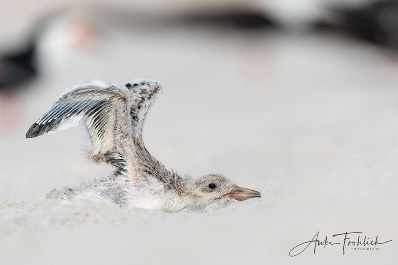 Black-Skimmer-SIG-large-chick-stretching-wings-_A1B2435-Nickerson-Beach-NY