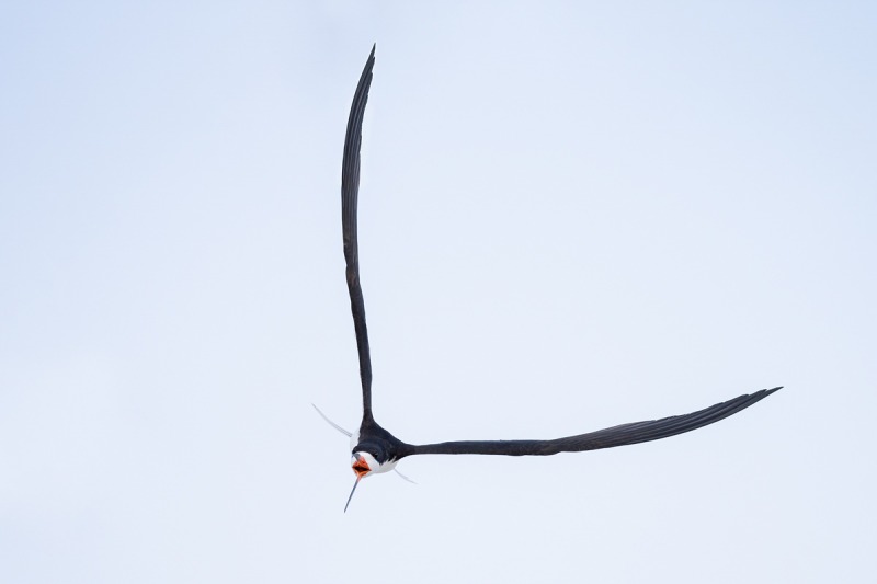 Black-Skimmer-screaming-in-flight-clipped-primaries-repaired-_A1B8262-Nickerson-Beach-Lido-Beach-NY