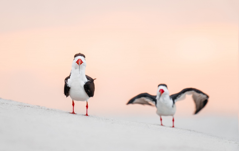 Black-Skimmers-3200-LIGHTER-LIGHTER-LIGHTER-on-beach-at-sunrise-_A1G1011Nickerson-Beach-Park-Lido-Beach-Long-Isand-NY