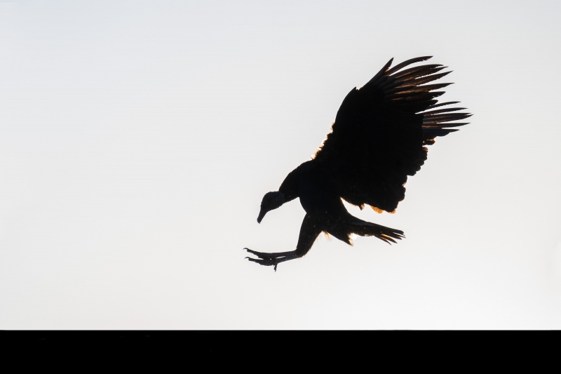 Black-Vulture-3200-landing-on-roof-_A1B1749-Indian-Lake-Estates-FL