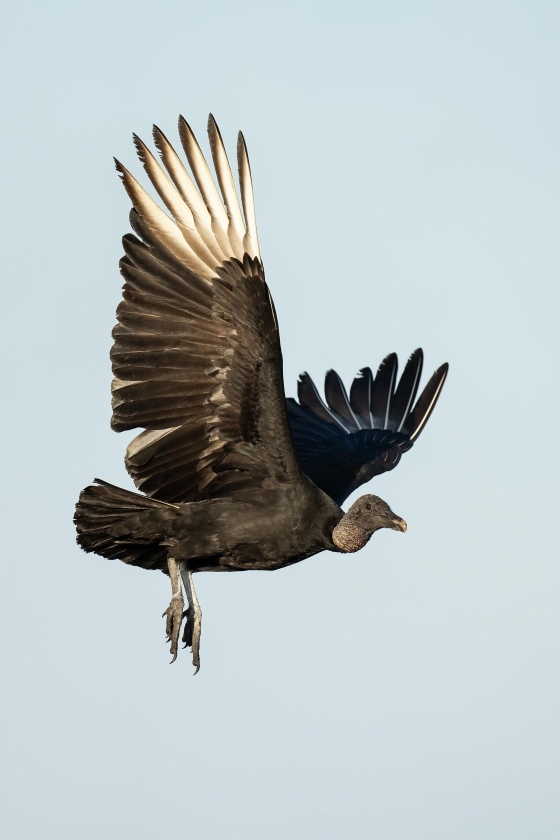 Black-Vulture-3200-turning-in-fllght-_A1G8820-Indian-Lake-Estates-FL