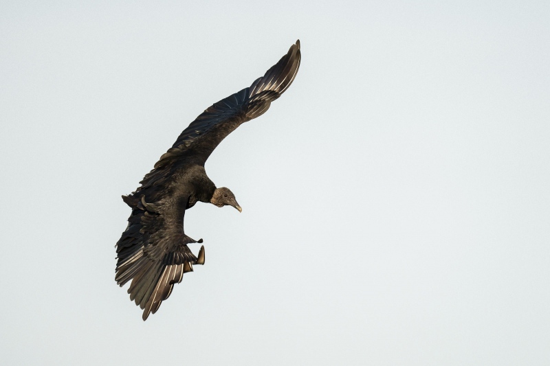 Black-Vulture-3200-wheeling-in-flight-dorsal-view-_A1G8987-Indian-Lake-Estates-FL