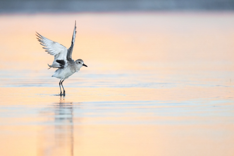 Black-bellied-Plover-3200-flapping-after-bath-_A1B7094-Fort-DeSoto-Park-FL